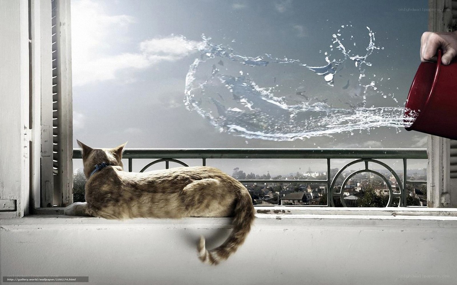 cat on windowsill with water splash