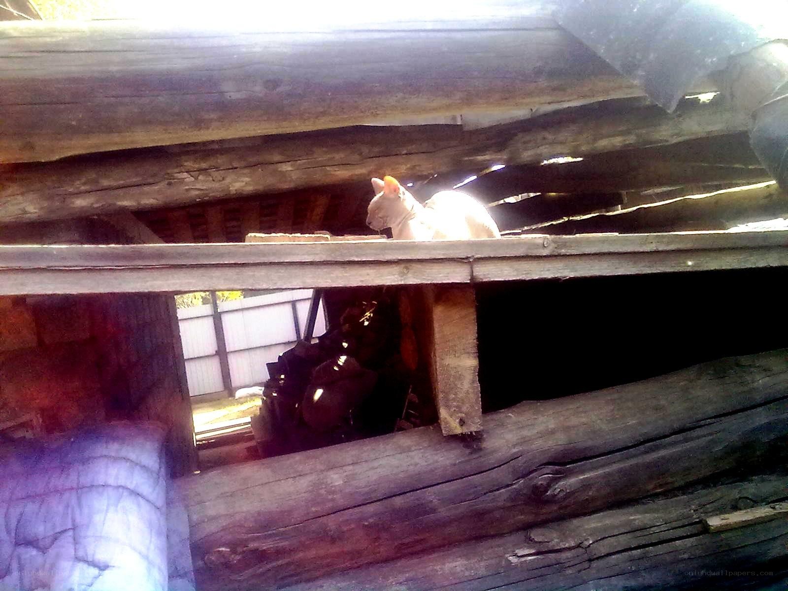 cat on wooden beams