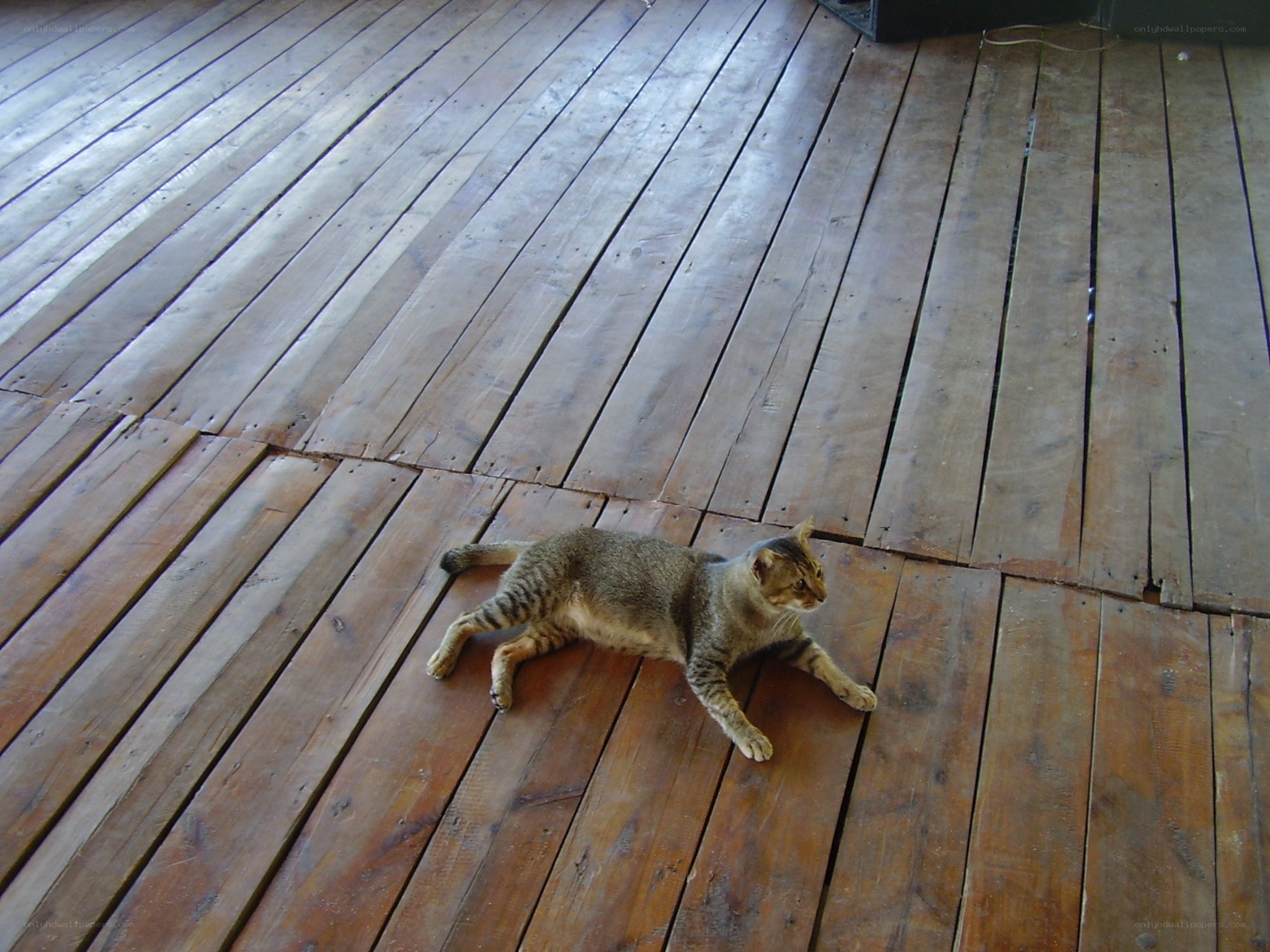 cat on wooden floor