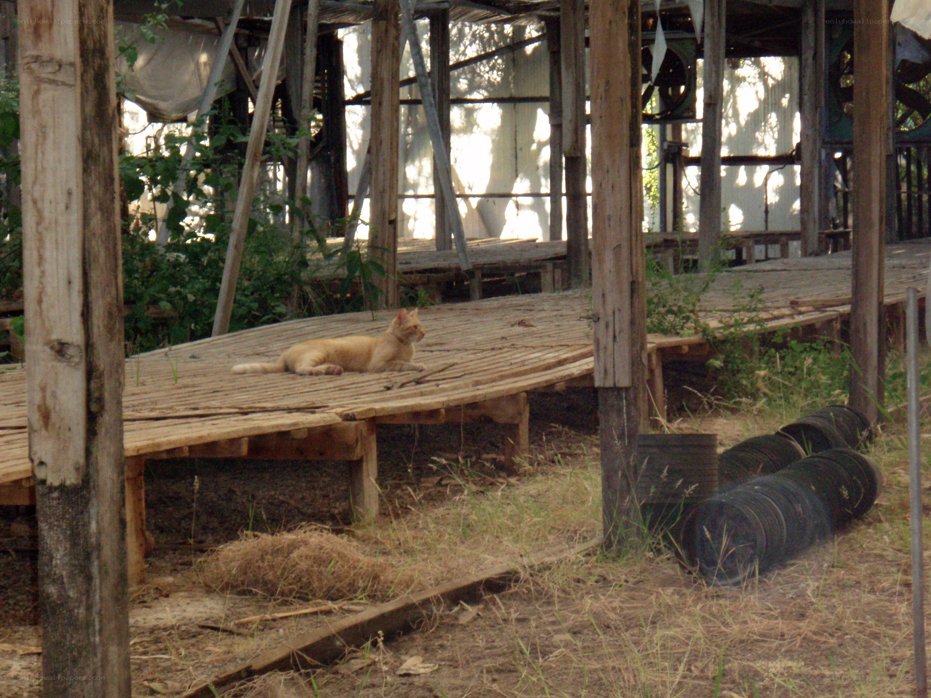 Cat on wooden platform