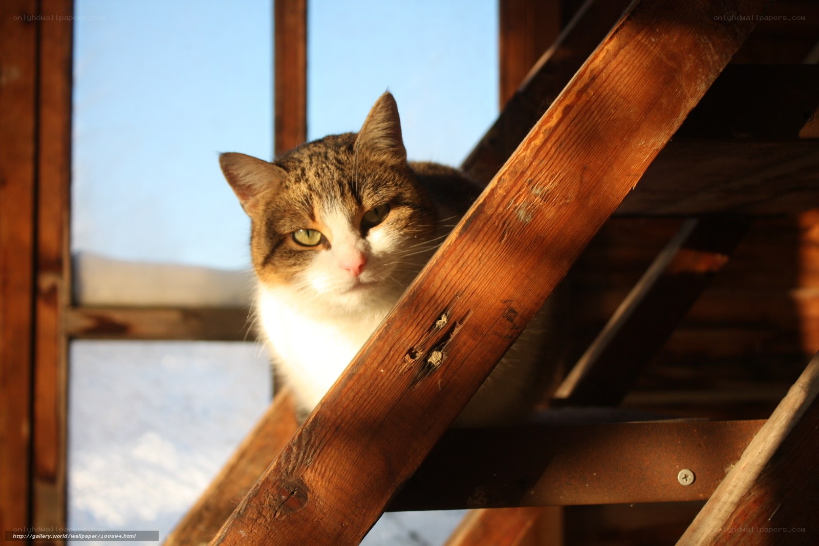 cat on wooden stairs