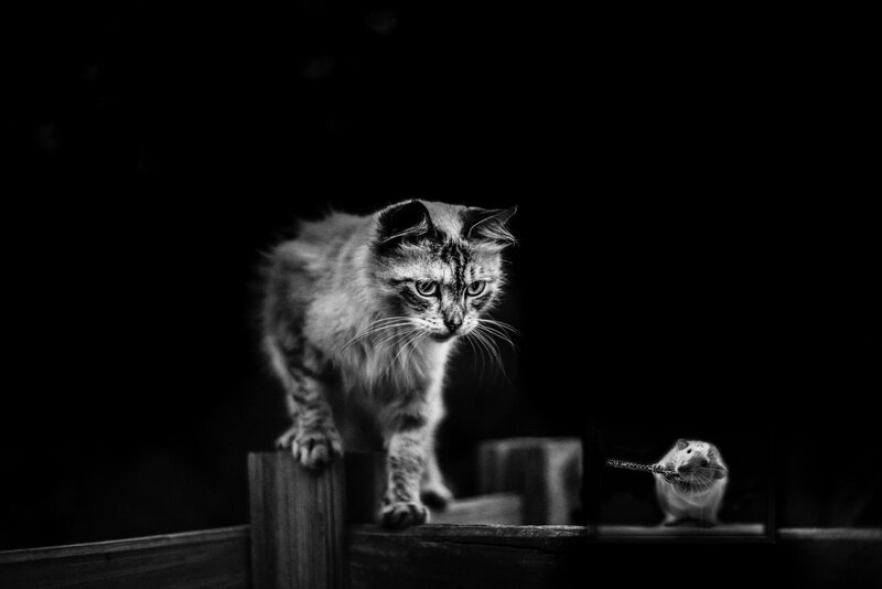 Cat on Wooden Surface