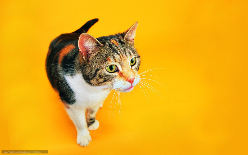 cat on yellow background