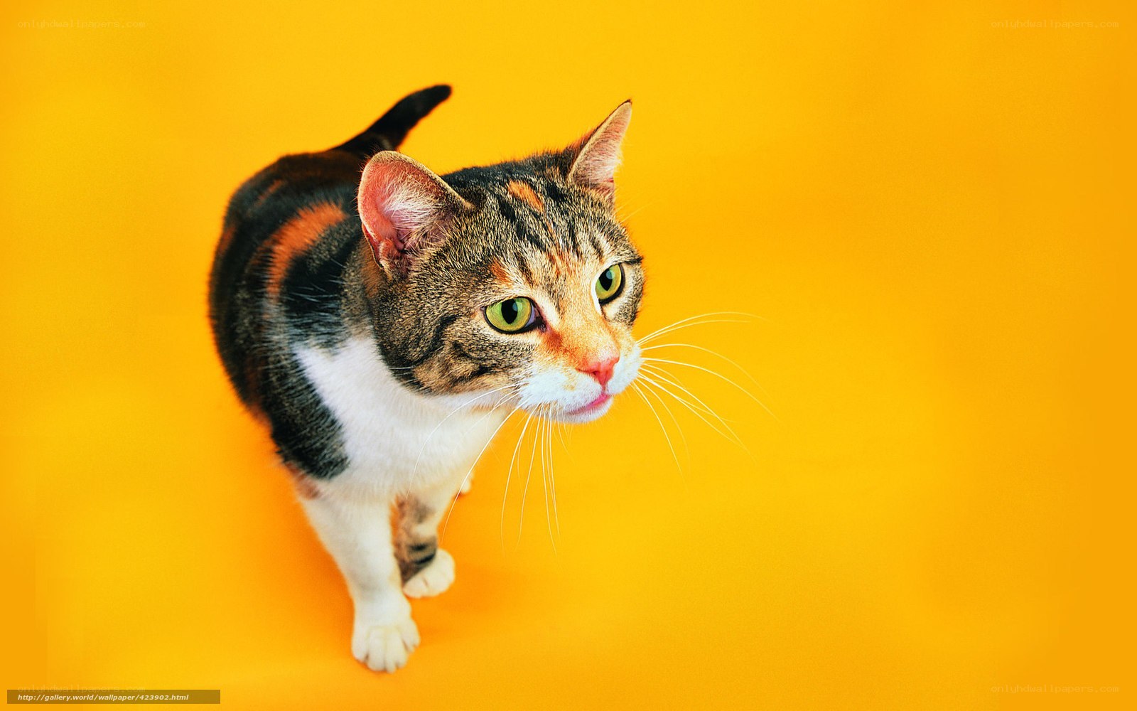 cat on yellow background