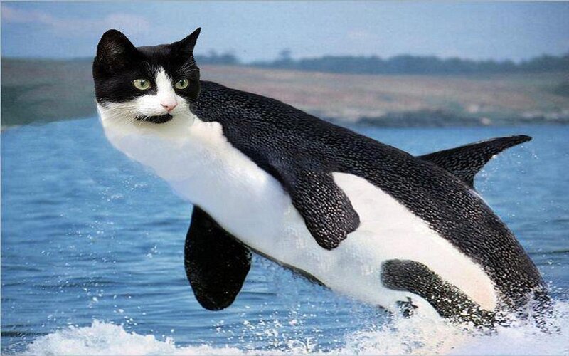 Cat-orca Hybrid