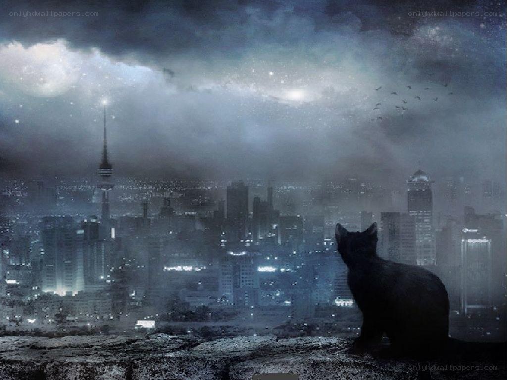 cat overlooking city at night