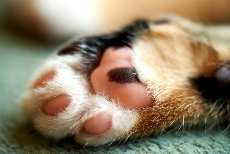 Cat Paw Close-up — Brown