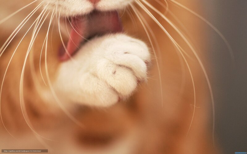 cat paw close-up