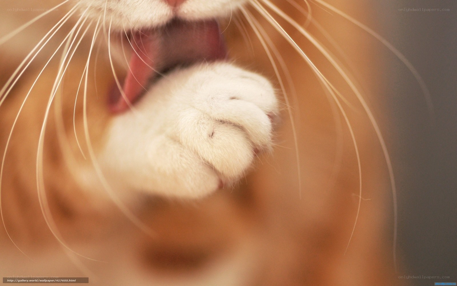 cat paw close-up