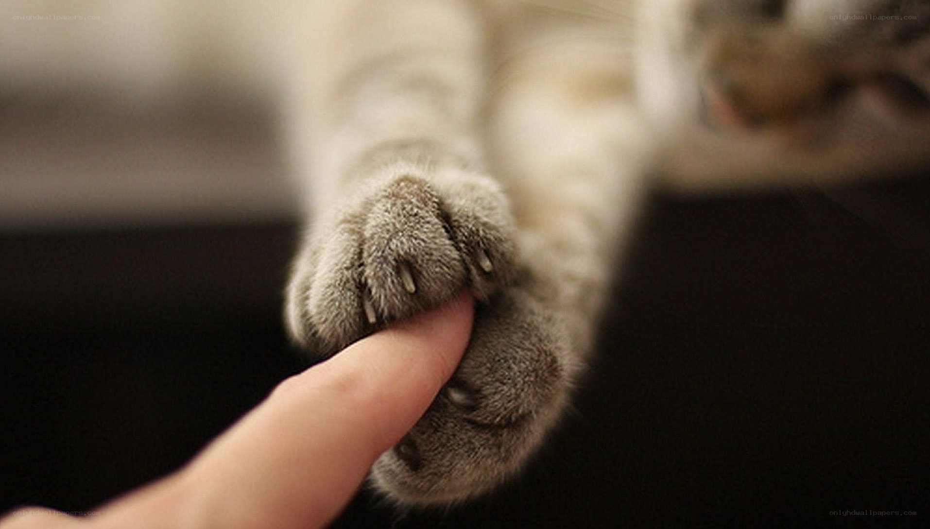 cat paw holding finger