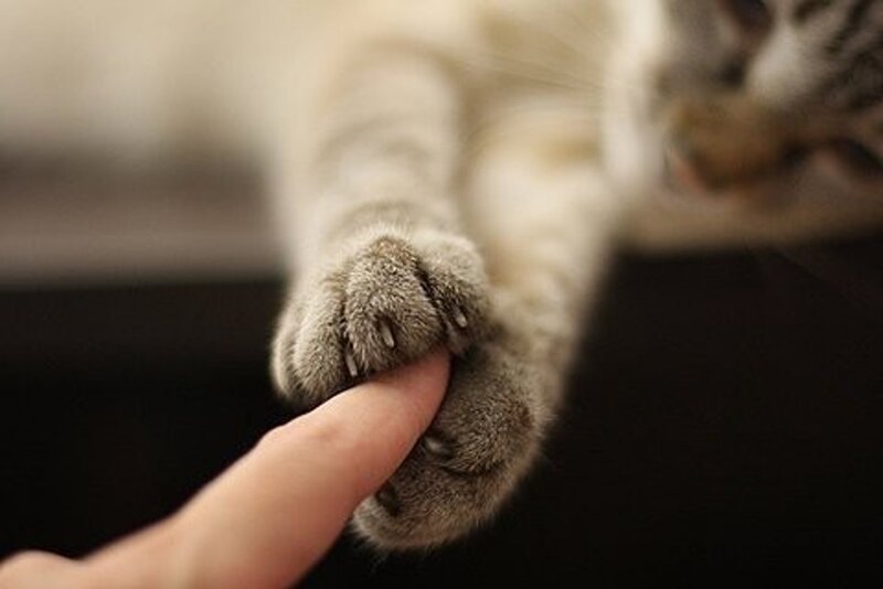 Cat Paw on Finger