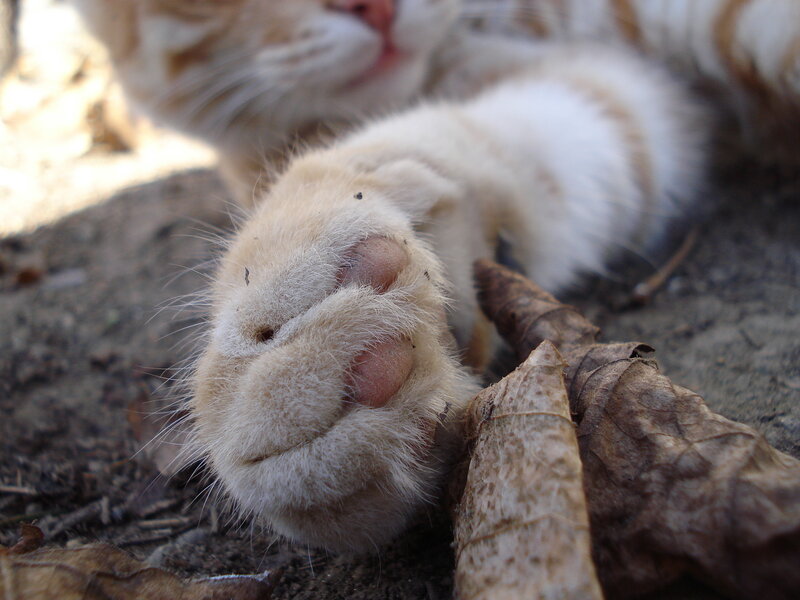 Cat Paw on Ground