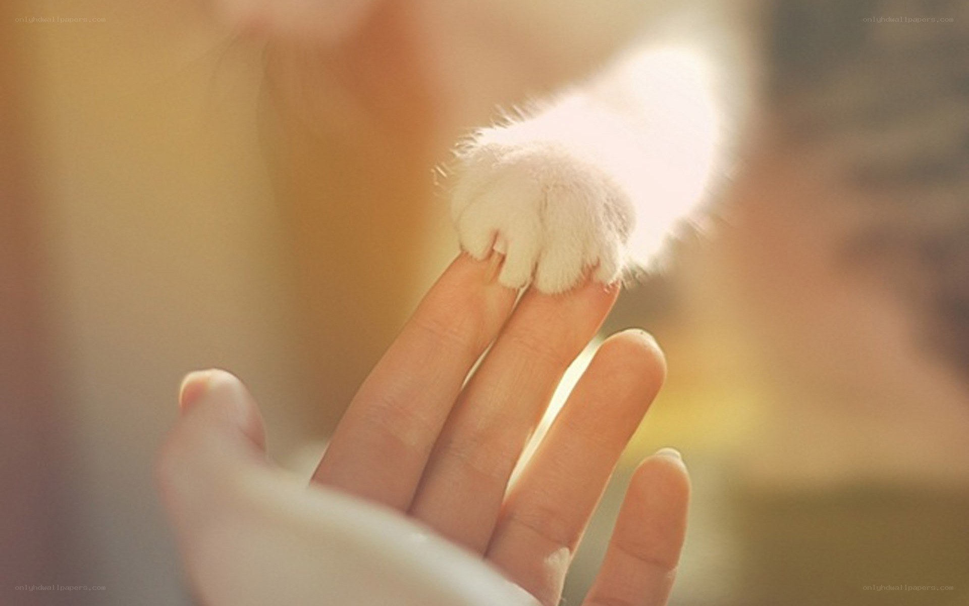 cat paw on hand
