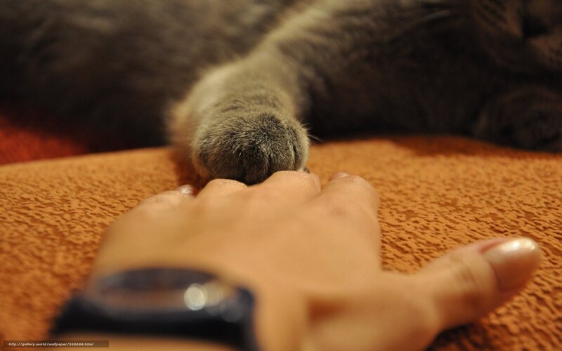 Cat Paw on Hand — Brown, Calm