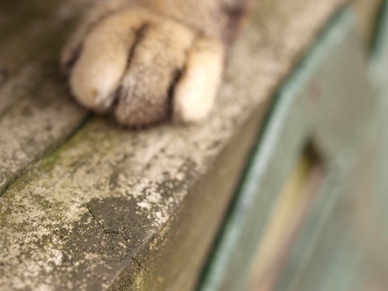 Cat Paw on Wood — Brown, Calm