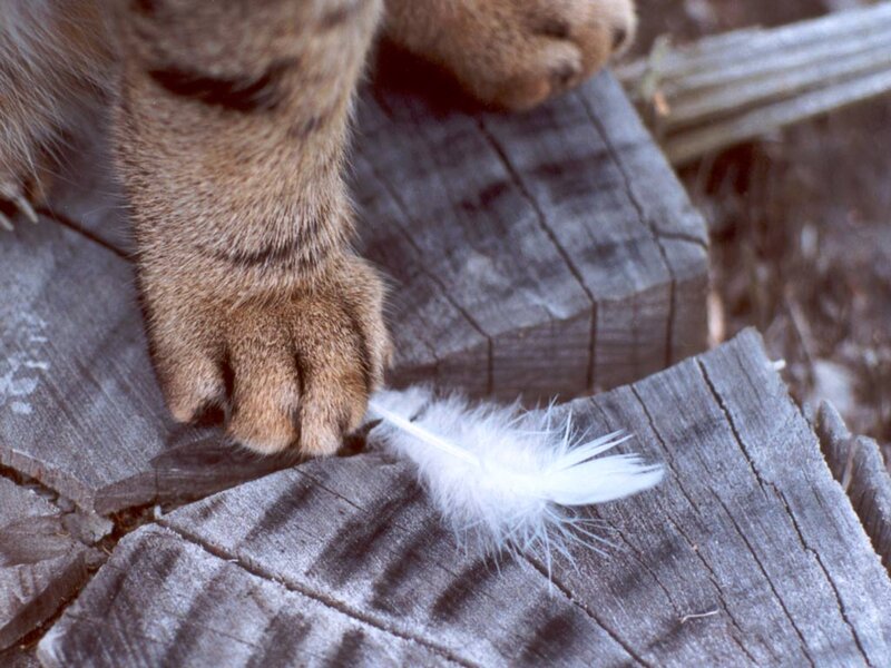 Cat Paw on Wood — Brown