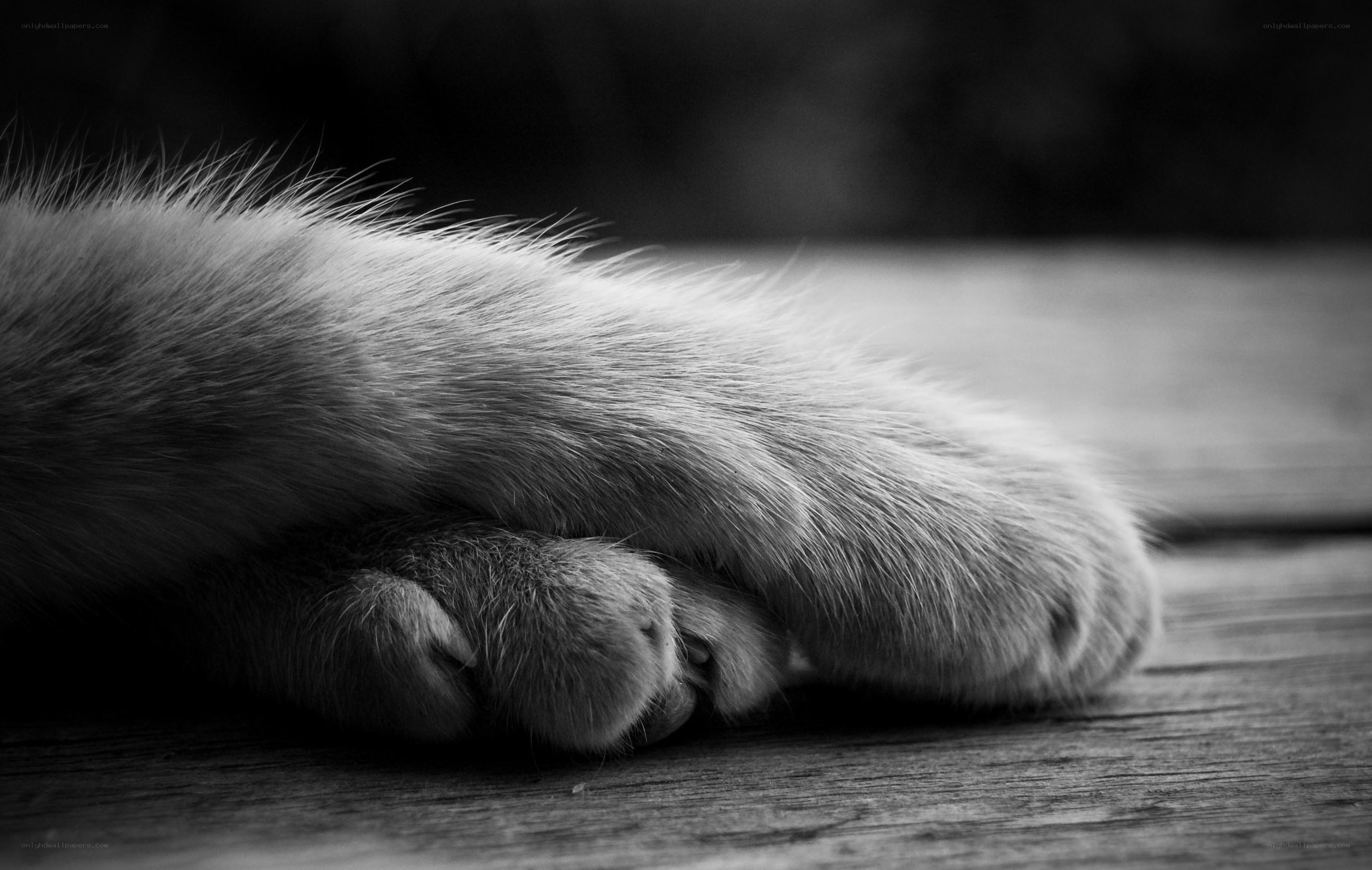 cat paw on wooden surface