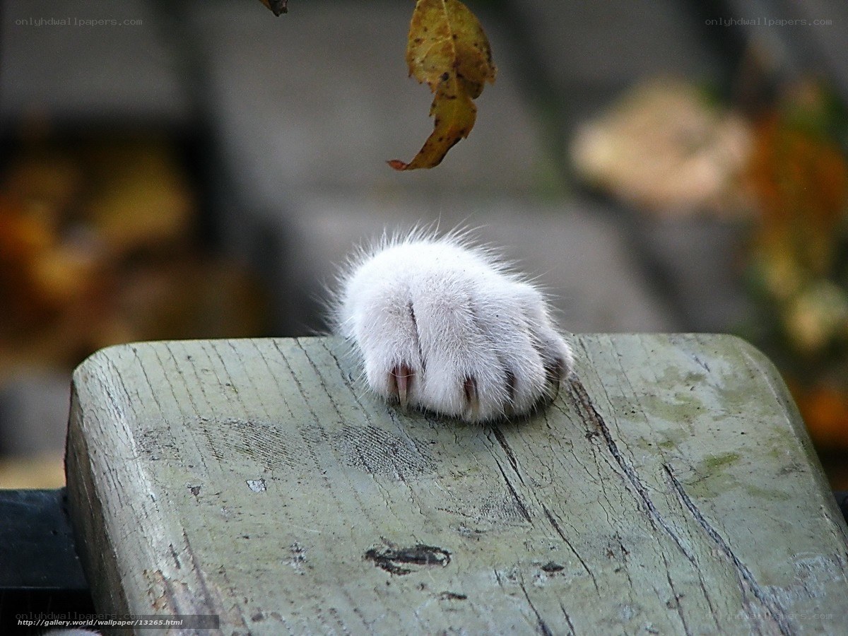 cat paw on wooden surface