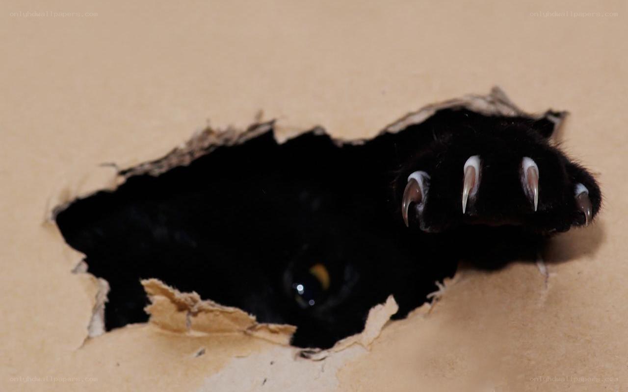 cat paw through cardboard