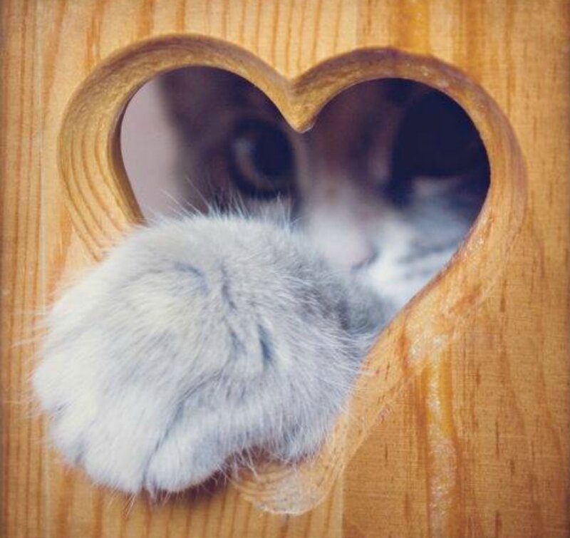 Cat Paw Through Heart — Brown