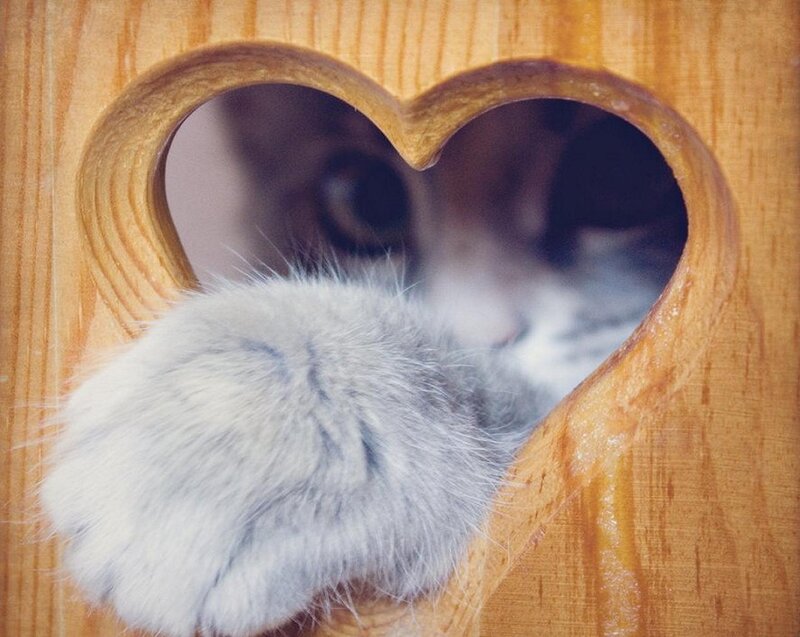Cat Paw Through Heart
