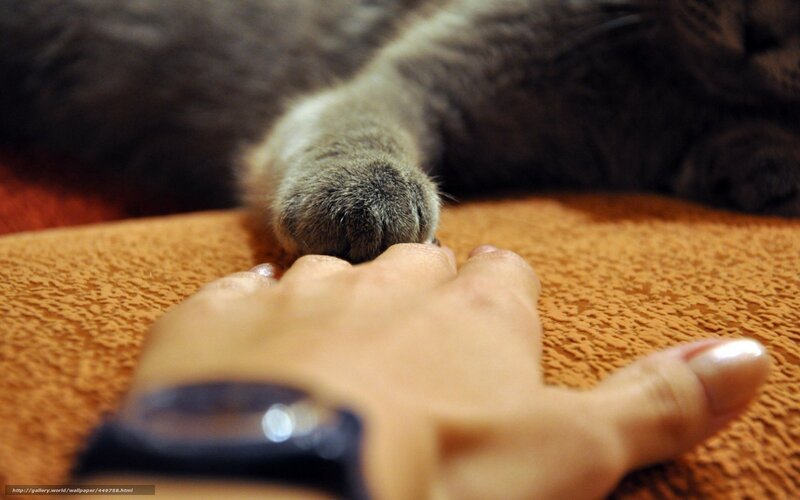 Cat Paw Touching Hand — Brown