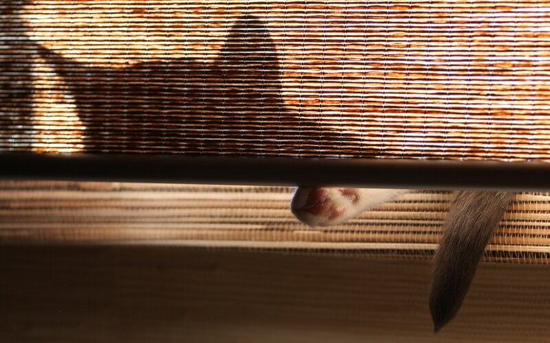 Cat Paw under Blind — Brown