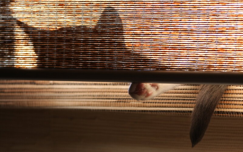 Cat Paw under Blind