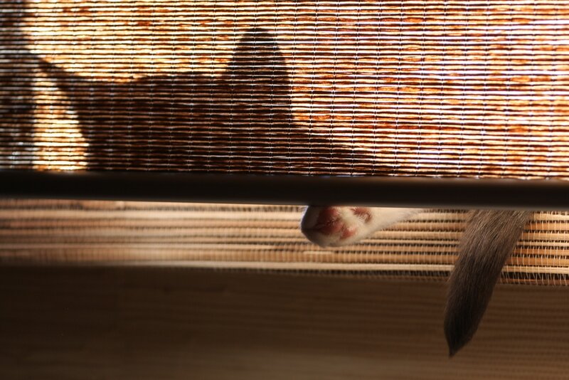 cat paw under blinds