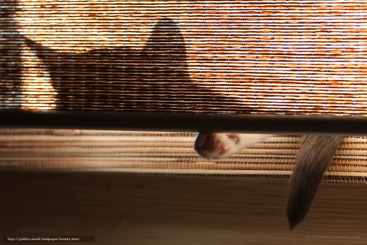 cat paw under blinds