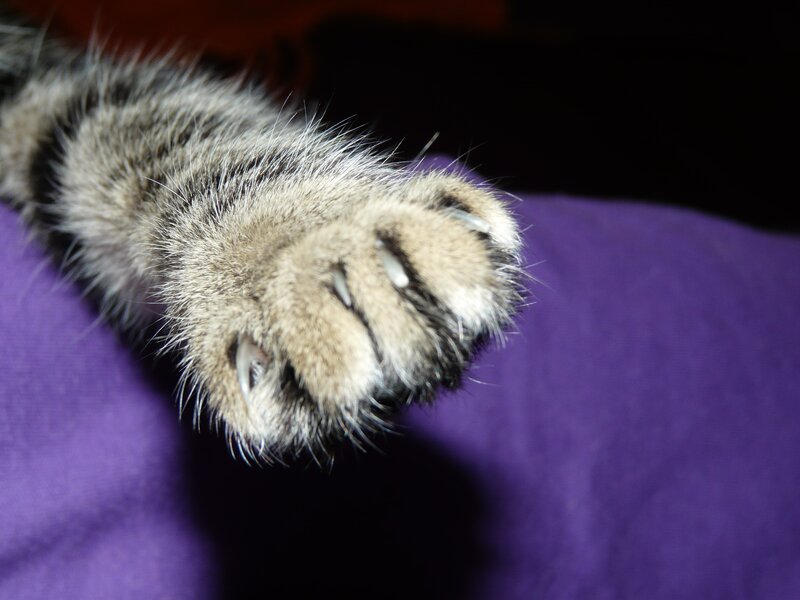 cat paw with extended claws