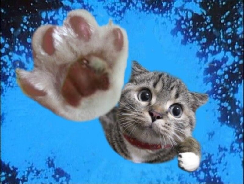 cat pawing at camera