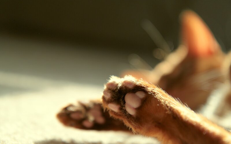 cat paws in sunlight