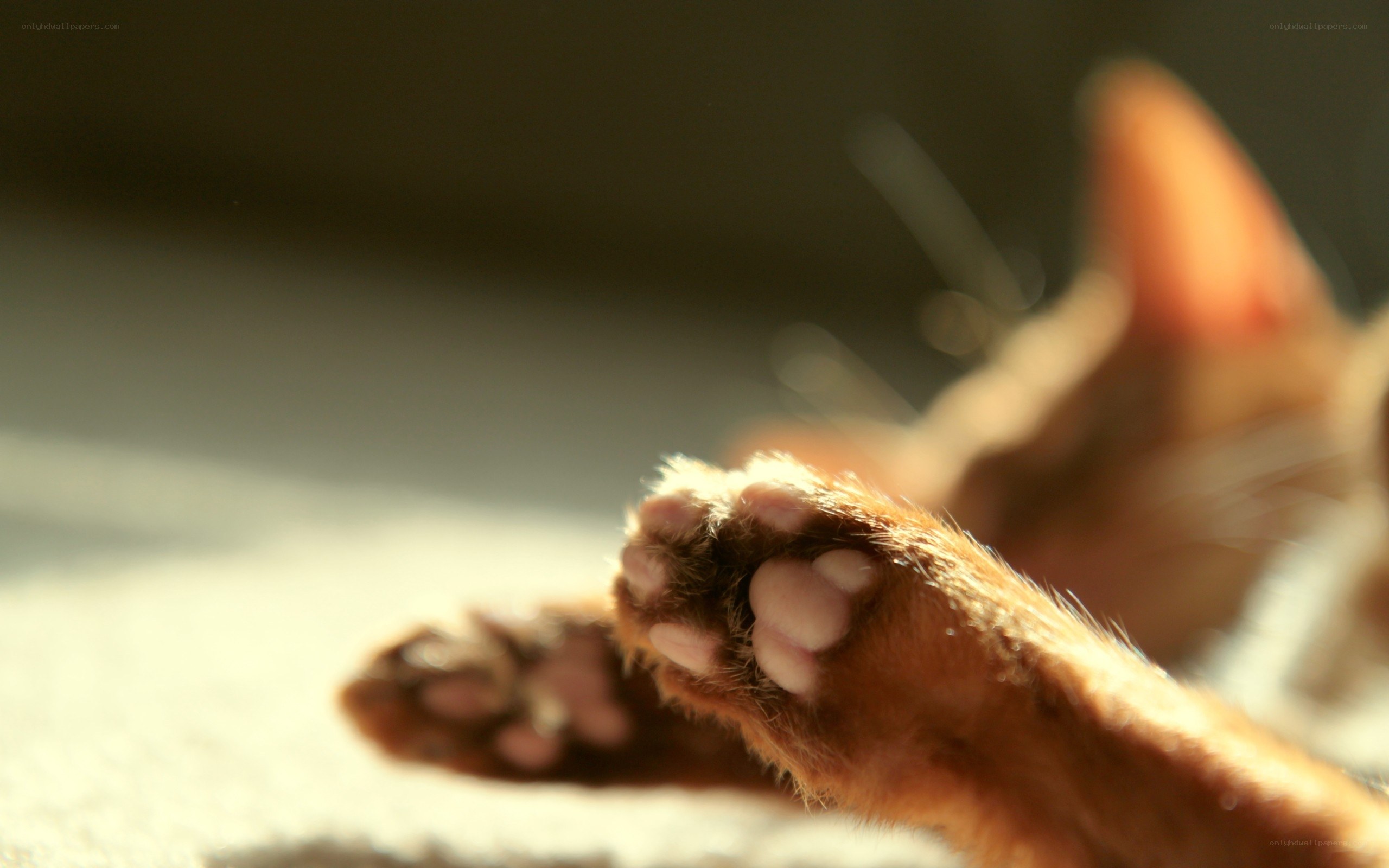 cat paws in sunlight
