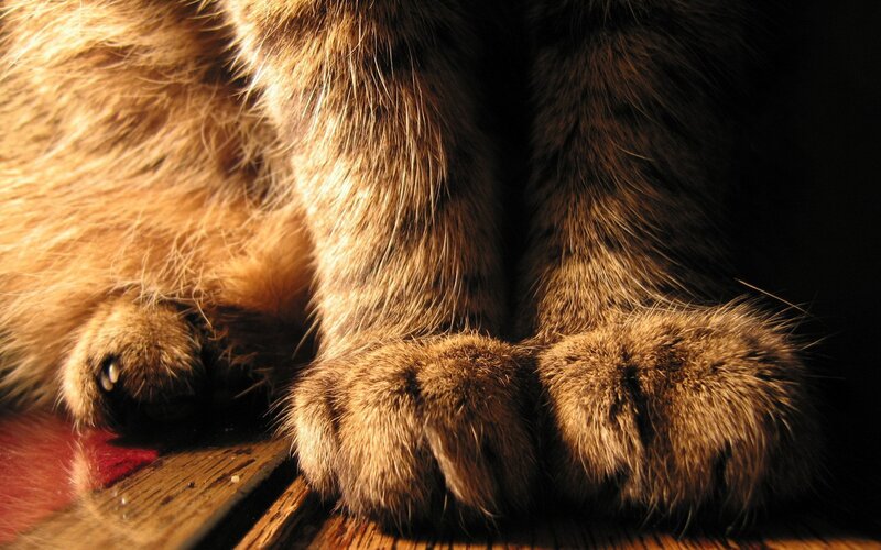 cat paws in warm light