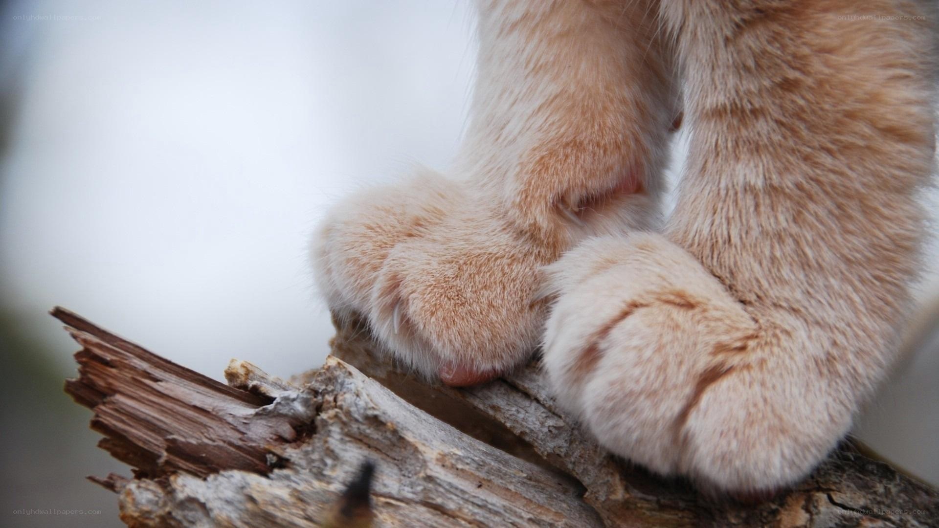 cat paws on a branch