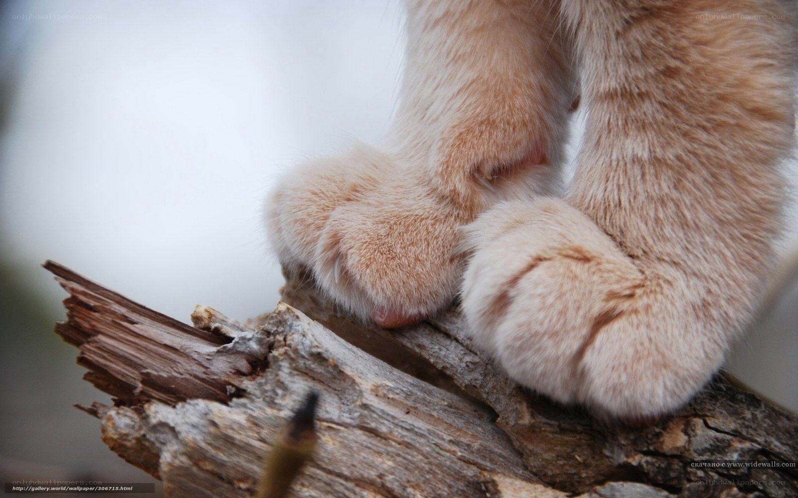 cat paws on a log