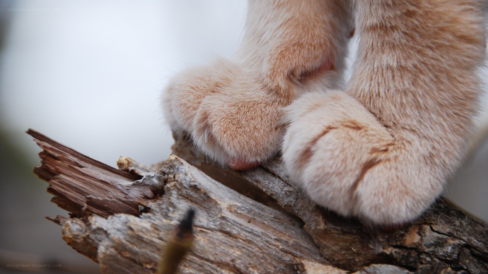 cat paws on a log