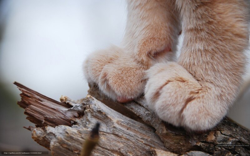 cat paws on a log
