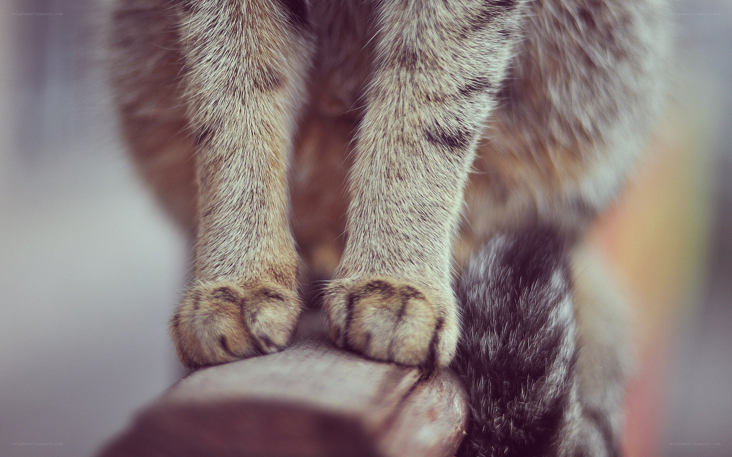 cat paws on a wooden surface