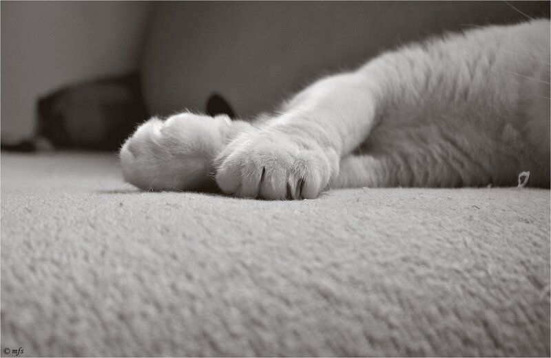 cat paws on carpet