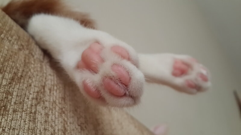 Cat Paws on Fabric