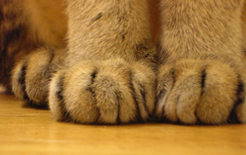 Cat Paws on Floor — Brown, Calm