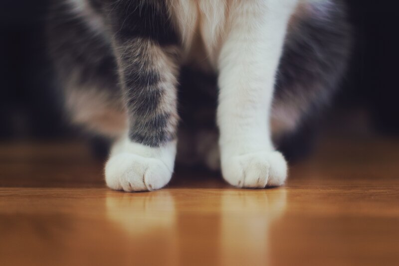 Cat Paws on Floor — Brown