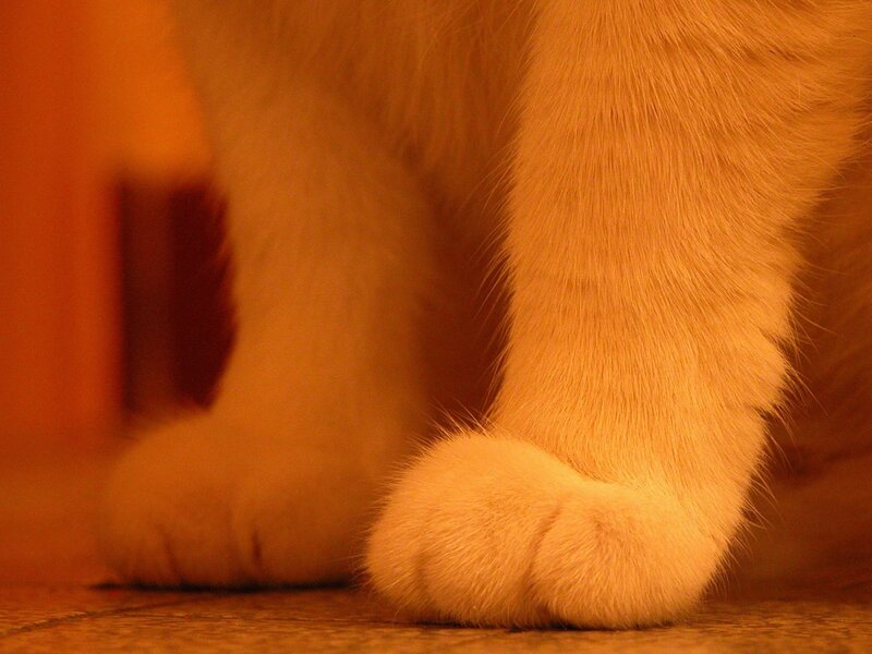 Cat Paws on Floor — Orange