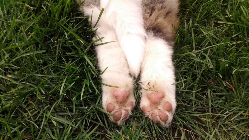 Cat Paws on Grass