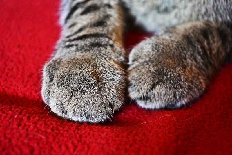 cat paws on red fabric