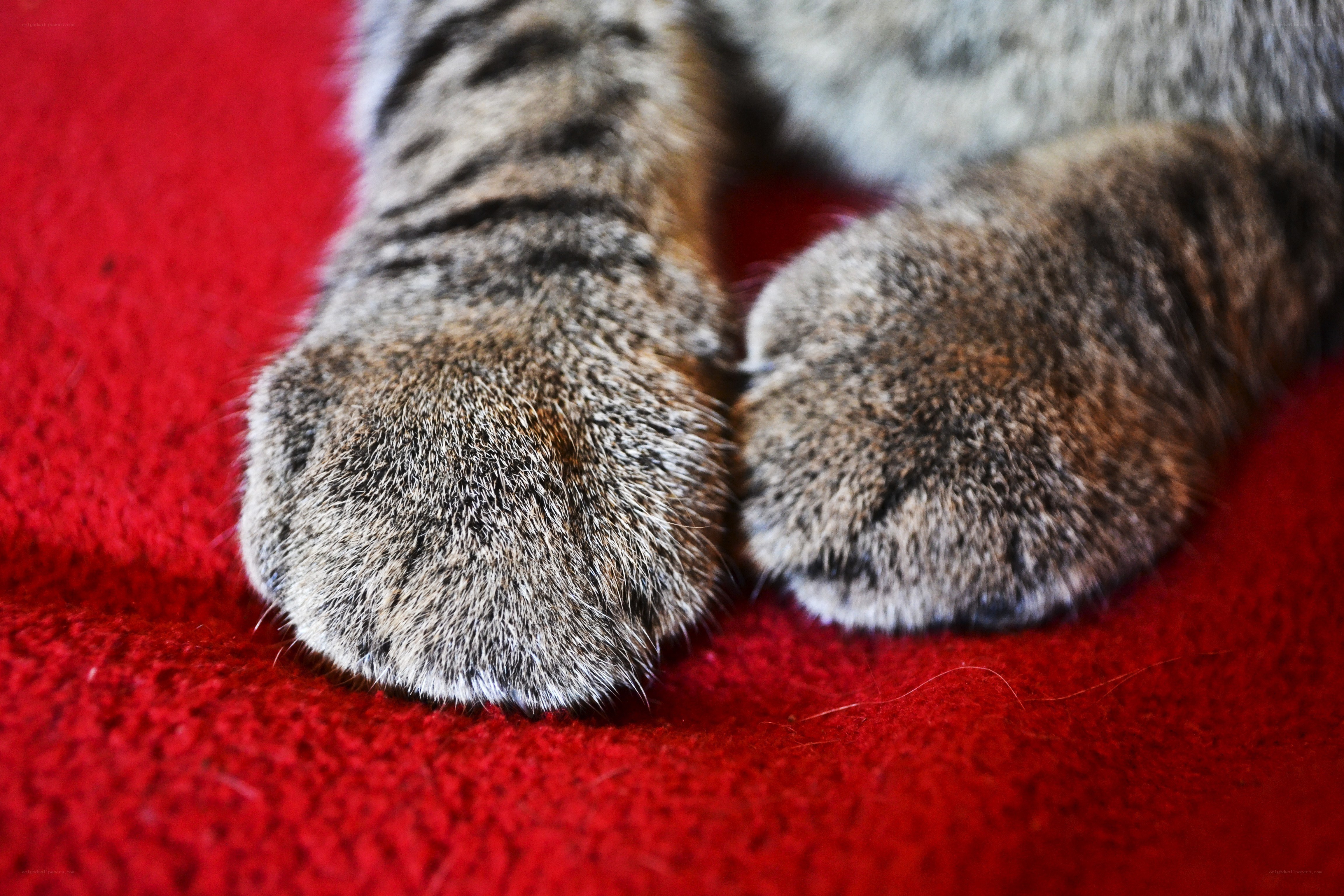 cat paws on red fabric