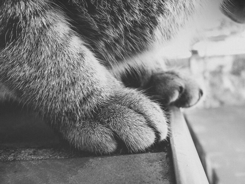 Cat Paws on Surface