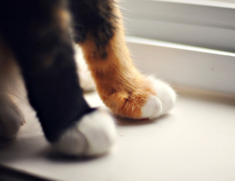 cat paws on windowsill